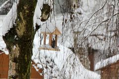 Köpfchen in den Schnee ...