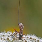 Köpfchen in die Blüte ...