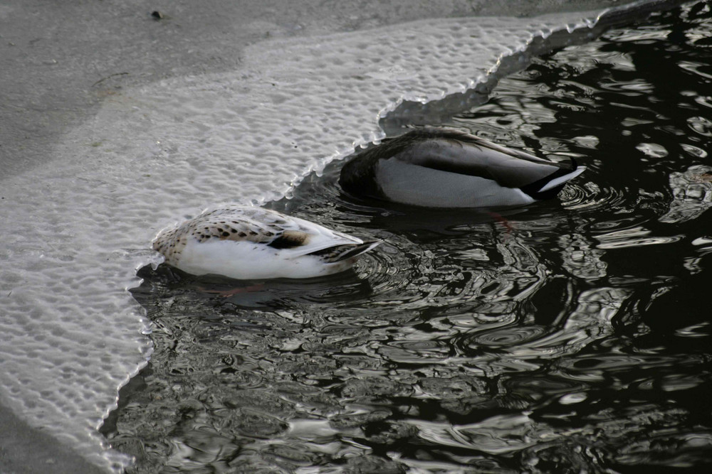 Köpfchen ins Wasser ...