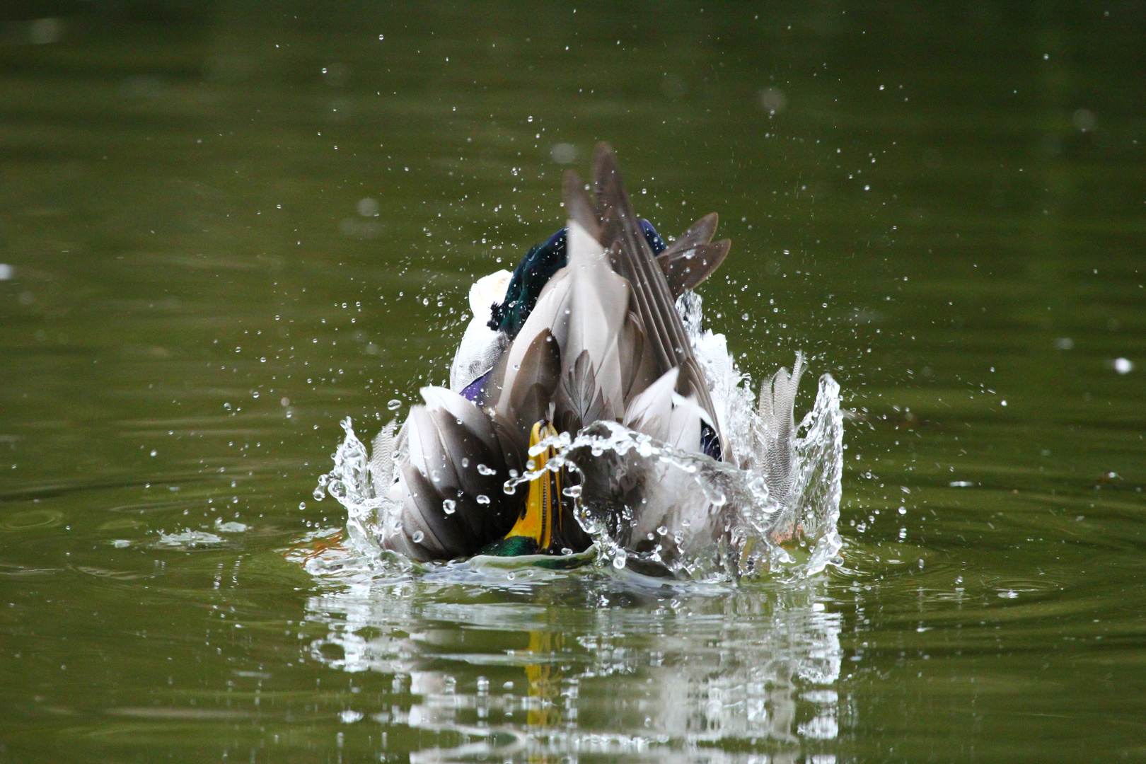 Köpfchen ins wasser...