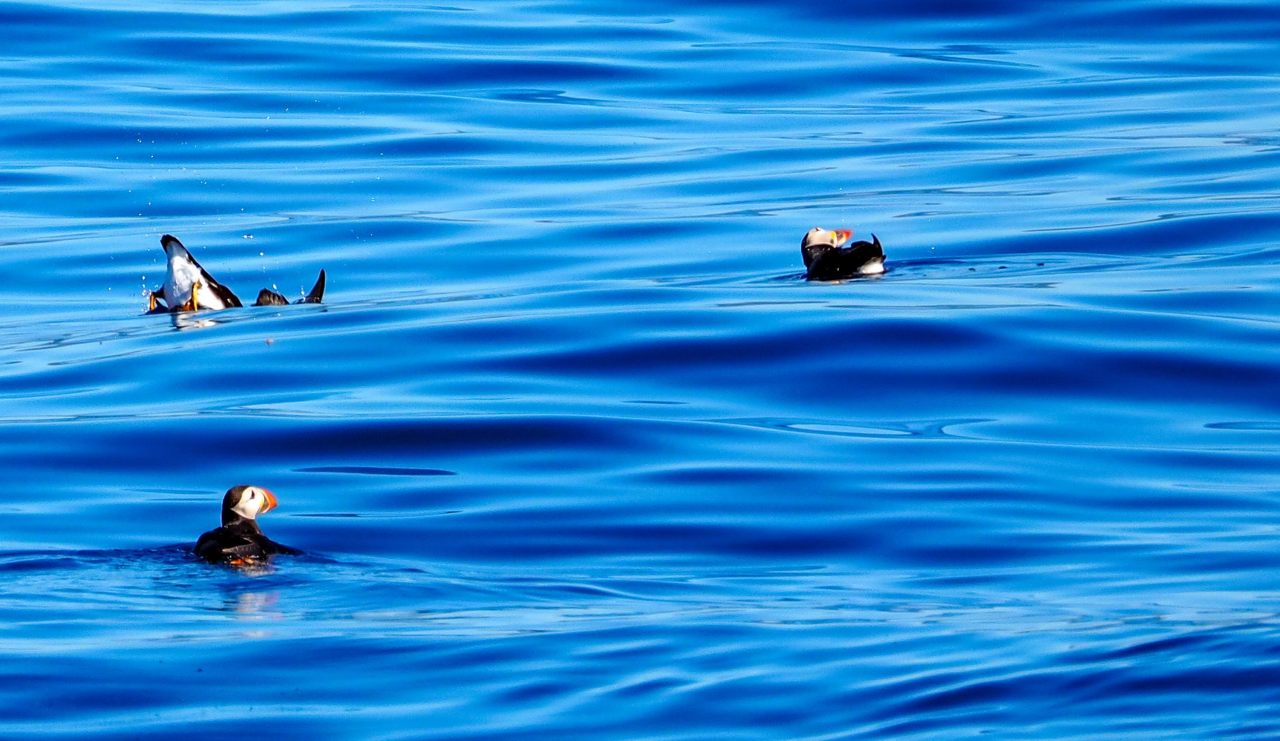 Köpfchen ins Wasser.....