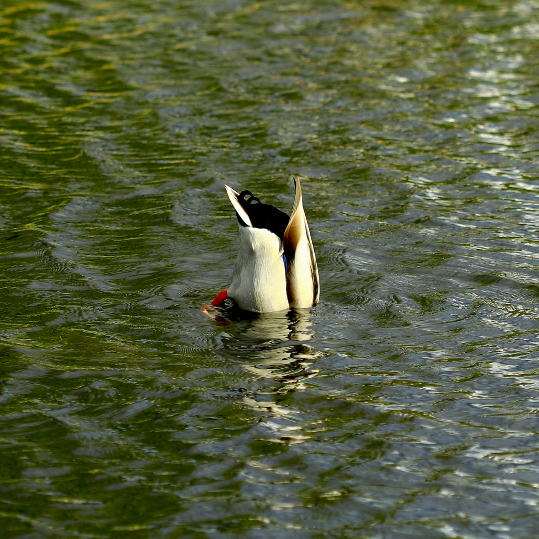 Köpfchen ins Wasser ...