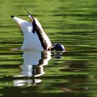 Köpfchen ins Wasser, Schwänzchen in die Höh...