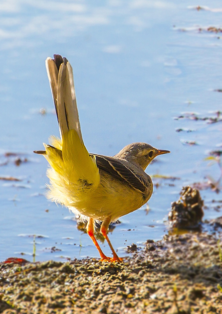 "Köpfchen nix Wasser - aber Schwänzchen in die Höh"