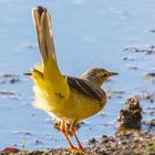 "Köpfchen nix Wasser - aber Schwänzchen in die Höh"