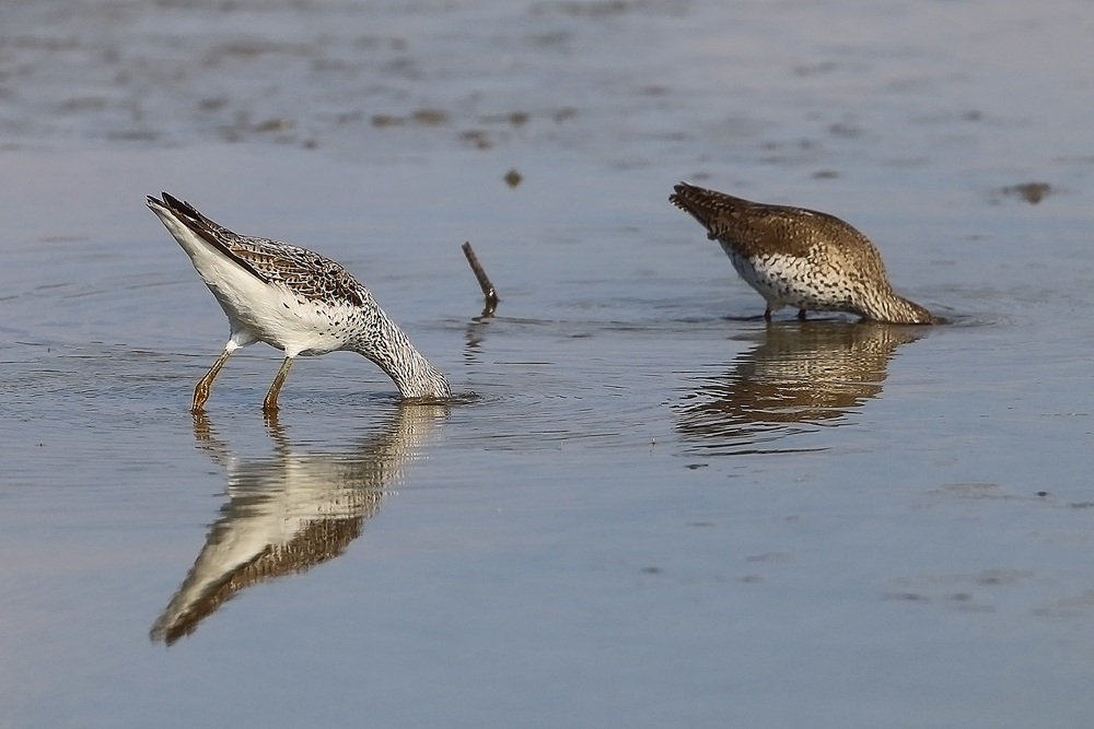 Köpfchen unter das Wasser, Schwänzchen in die Höh'