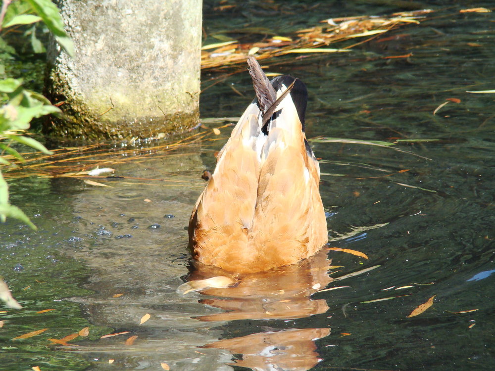 Köpfchen unter Wasser...