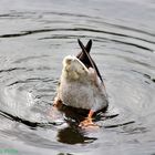 Köpfchen unter Wasser