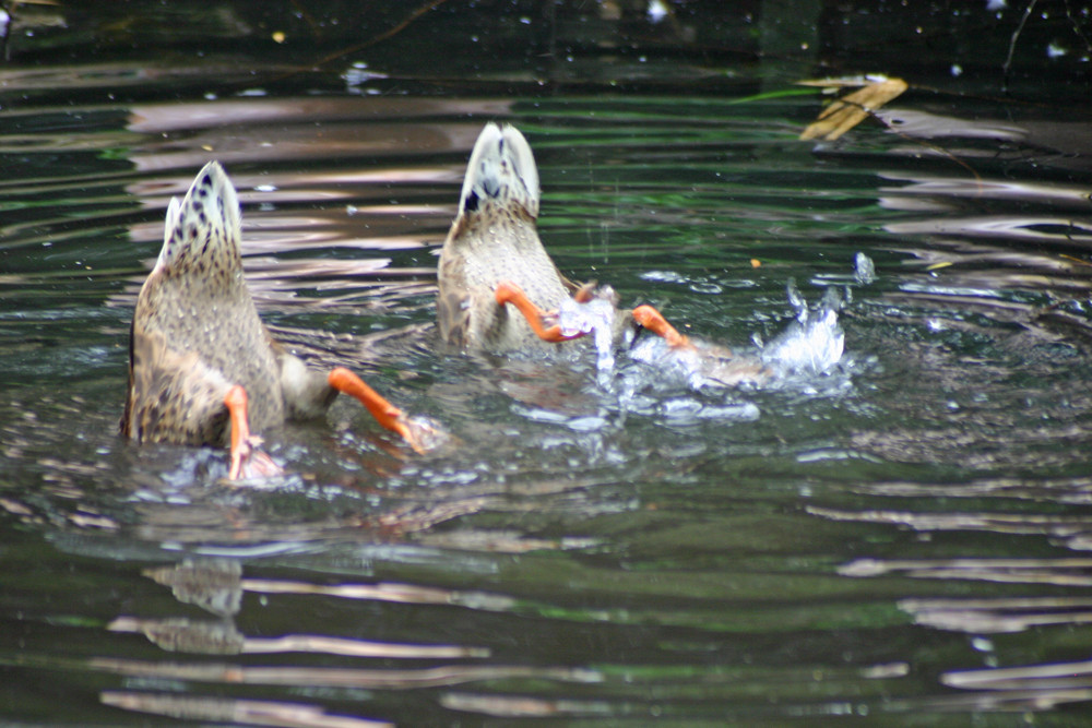 Koepfchen unter Wasser