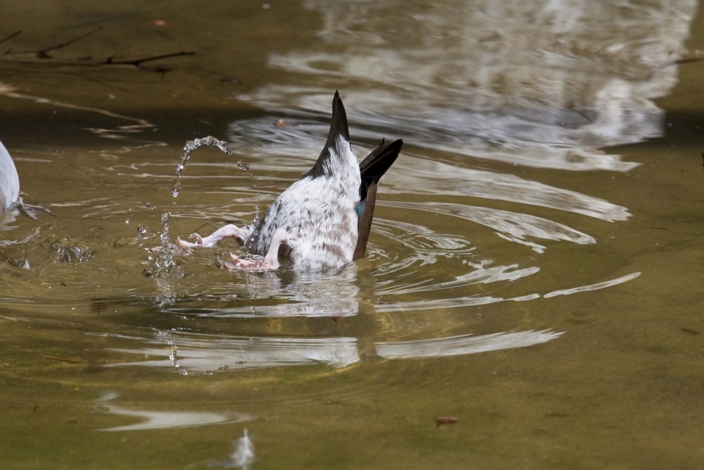 Köpfchen unter Wasser...