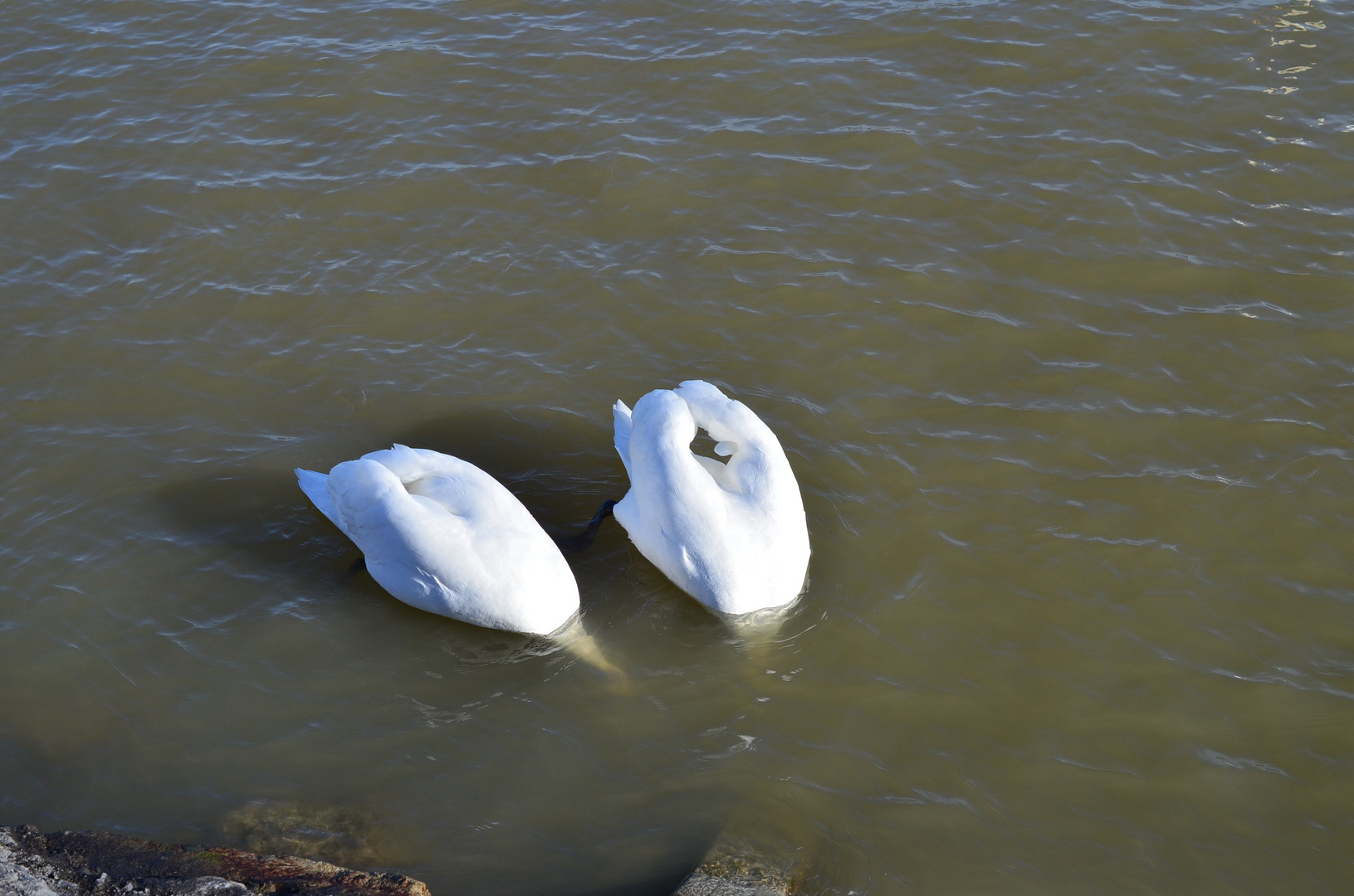 Köpfchen unter Wasser