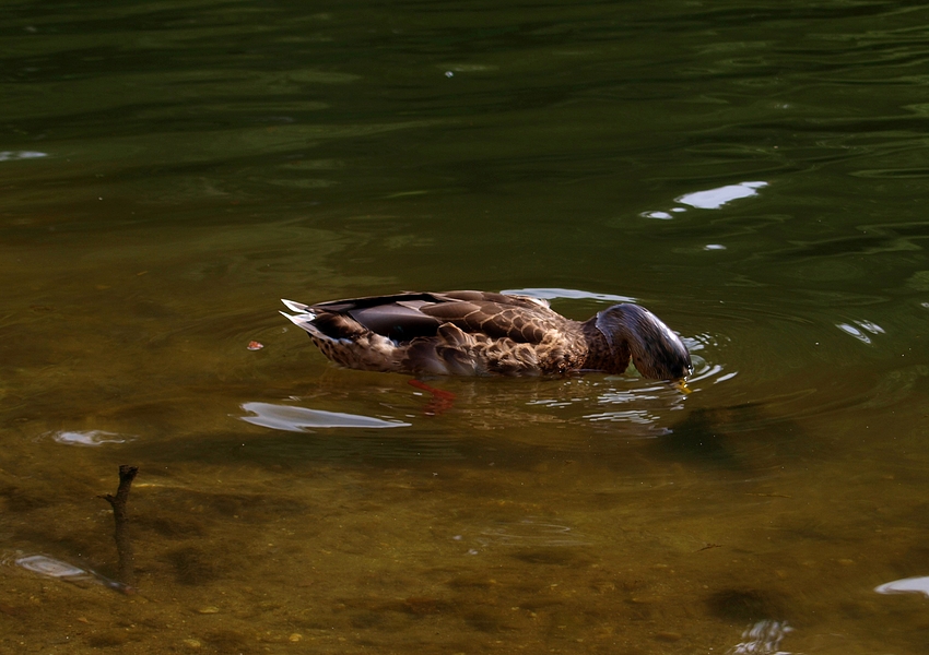 Köpfchen unter Wasser