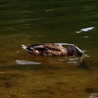 Köpfchen unter Wasser