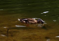 Köpfchen unter Wasser