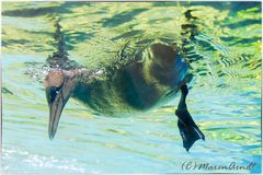 Köpfchen unter Wasser