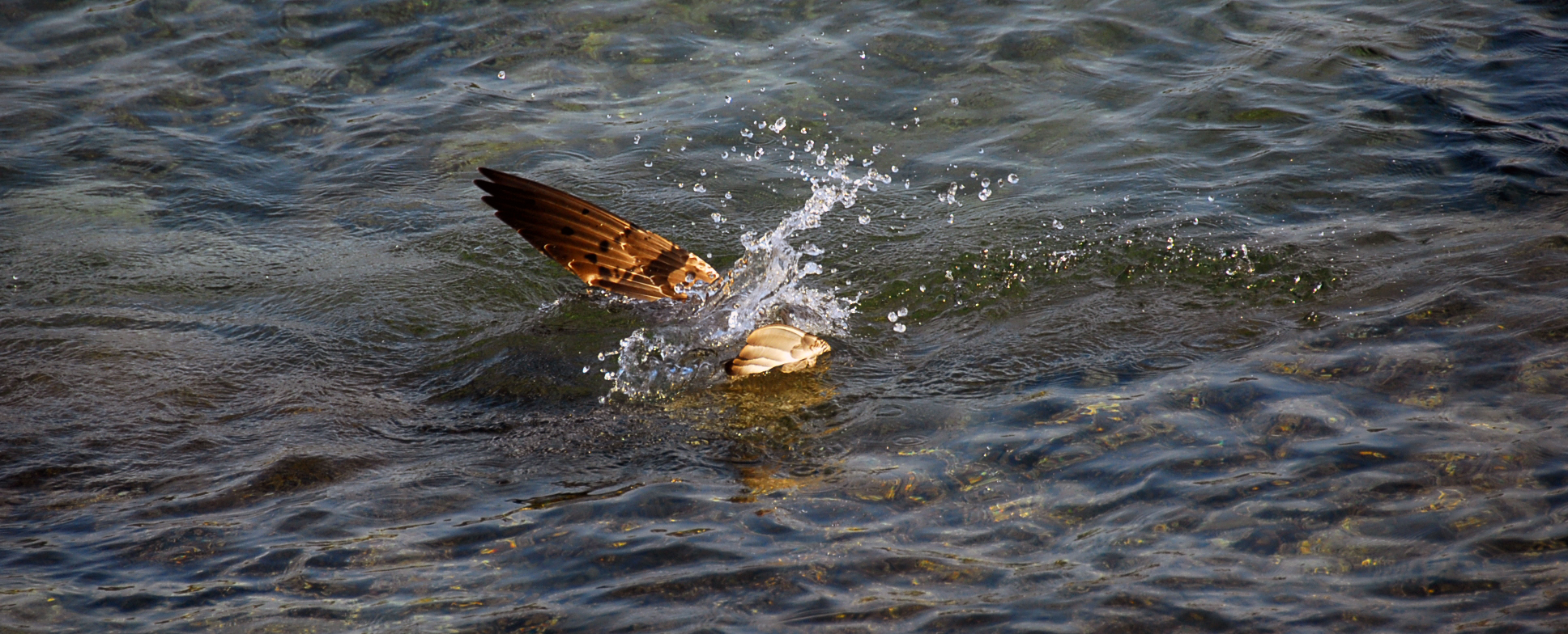 köpfchen unter wasser