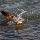 köpfchen unter wasser