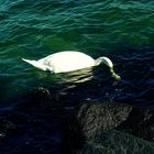 Köpfchen unter Wasser