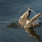 Köpfchen unter Wasser