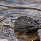 .. Köpfchen unter Wasser . . . .