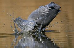 Köpfchen unter Wasser :O)