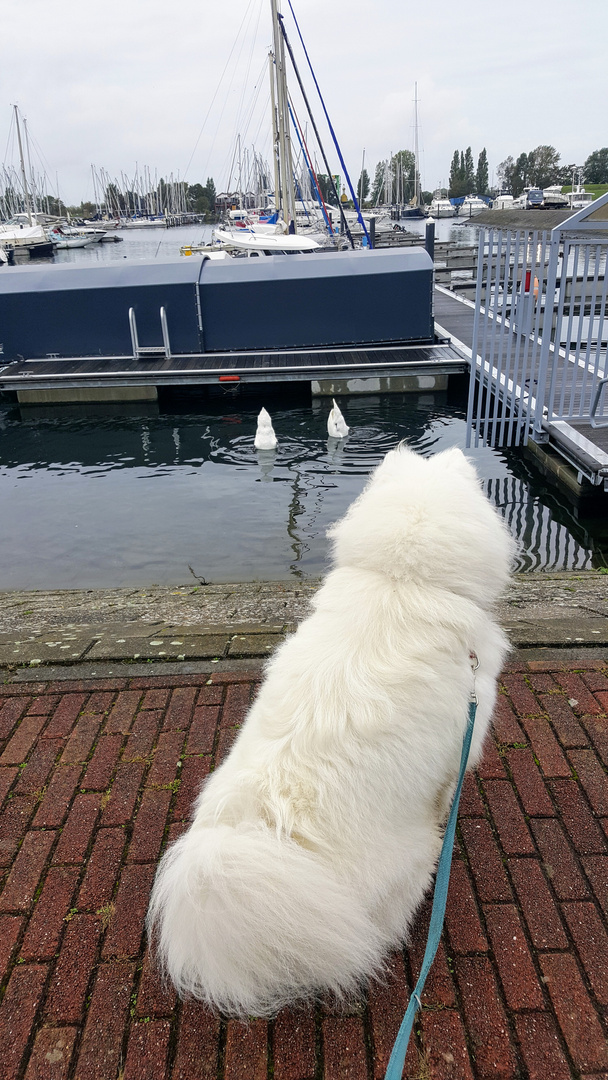 Köpfchen unter Wasser, Schätzchen in die Höhe 