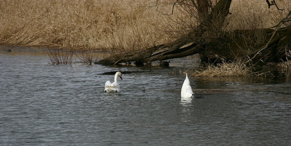 Köpfchen unter Wasser, Schwänzchen in die Höh!