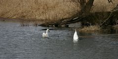 Köpfchen unter Wasser, Schwänzchen in die Höh!