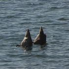 Köpfchen unter Wasser Schwänzchen in die Höh