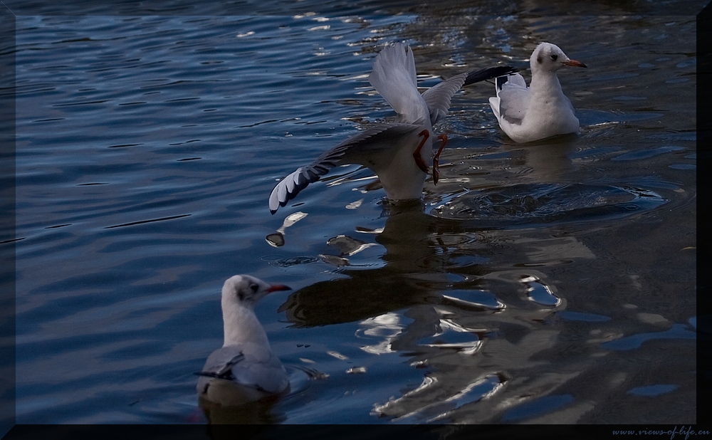 Köpfchen unters Wasser...