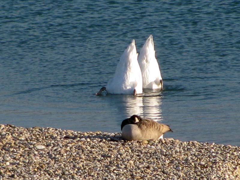 Köpfchen unters Wasser