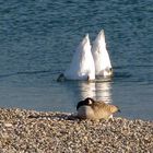 Köpfchen unters Wasser