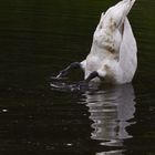 "...Köpfchen unter's Wasser, Schwänzchen in die Höh"