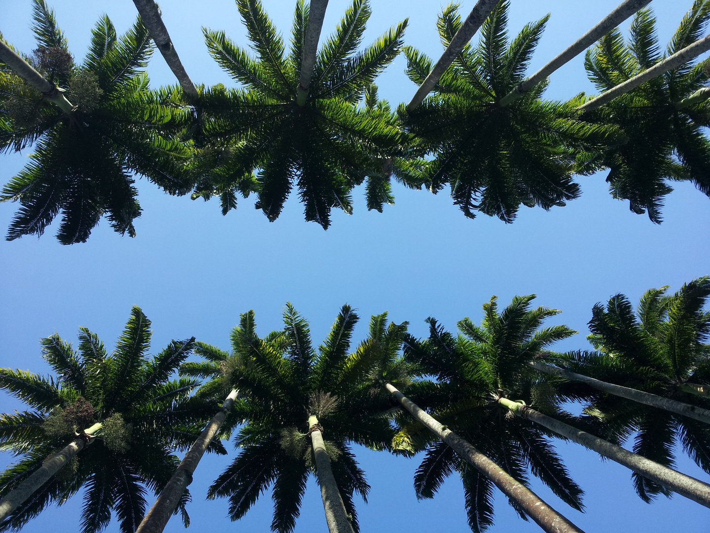 Köpfe der Königspalmen in Jardim botânico, Rio