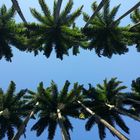 Köpfe der Königspalmen in Jardim botânico, Rio