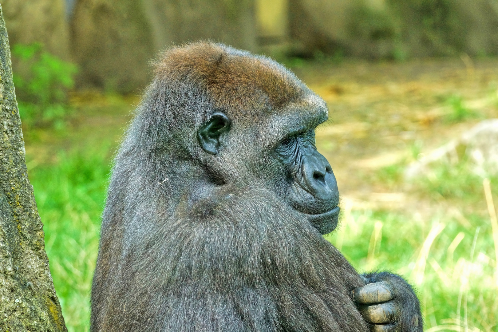 Köpfe - Flachlandgorilla