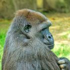 Köpfe - Flachlandgorilla