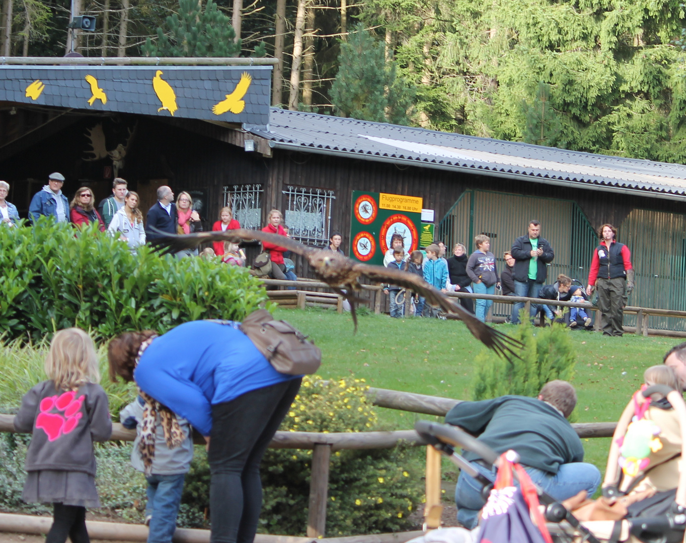 köpfe runter ich komme ( wildfreigehege hellenthal)