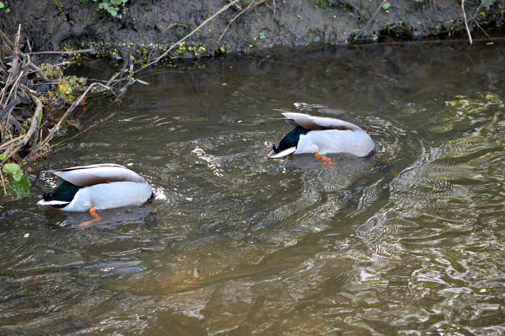 Köpfen unter Wasser Schwänzchen in die Höh