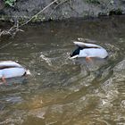 Köpfen unter Wasser Schwänzchen in die Höh