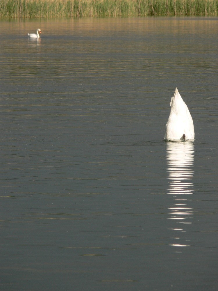 Köpflein unters Wasser, Schwänzlein...