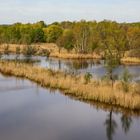 Köppchensee in der Brutzeit