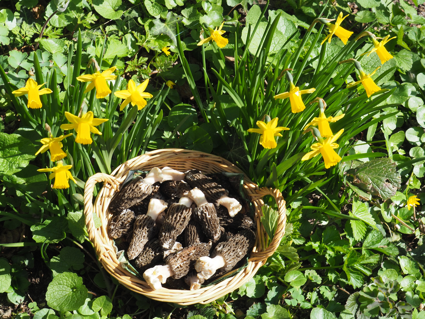 Körbchen mit frischen Morcheln Foto &amp; Bild | frühling, april, ostern ...