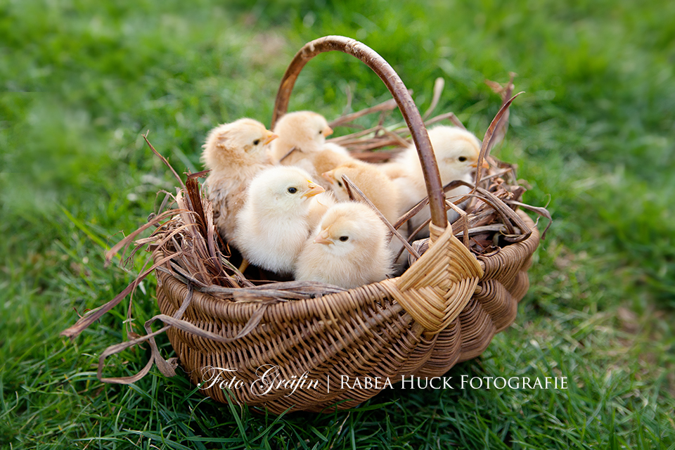 Körbchen voll Frühling