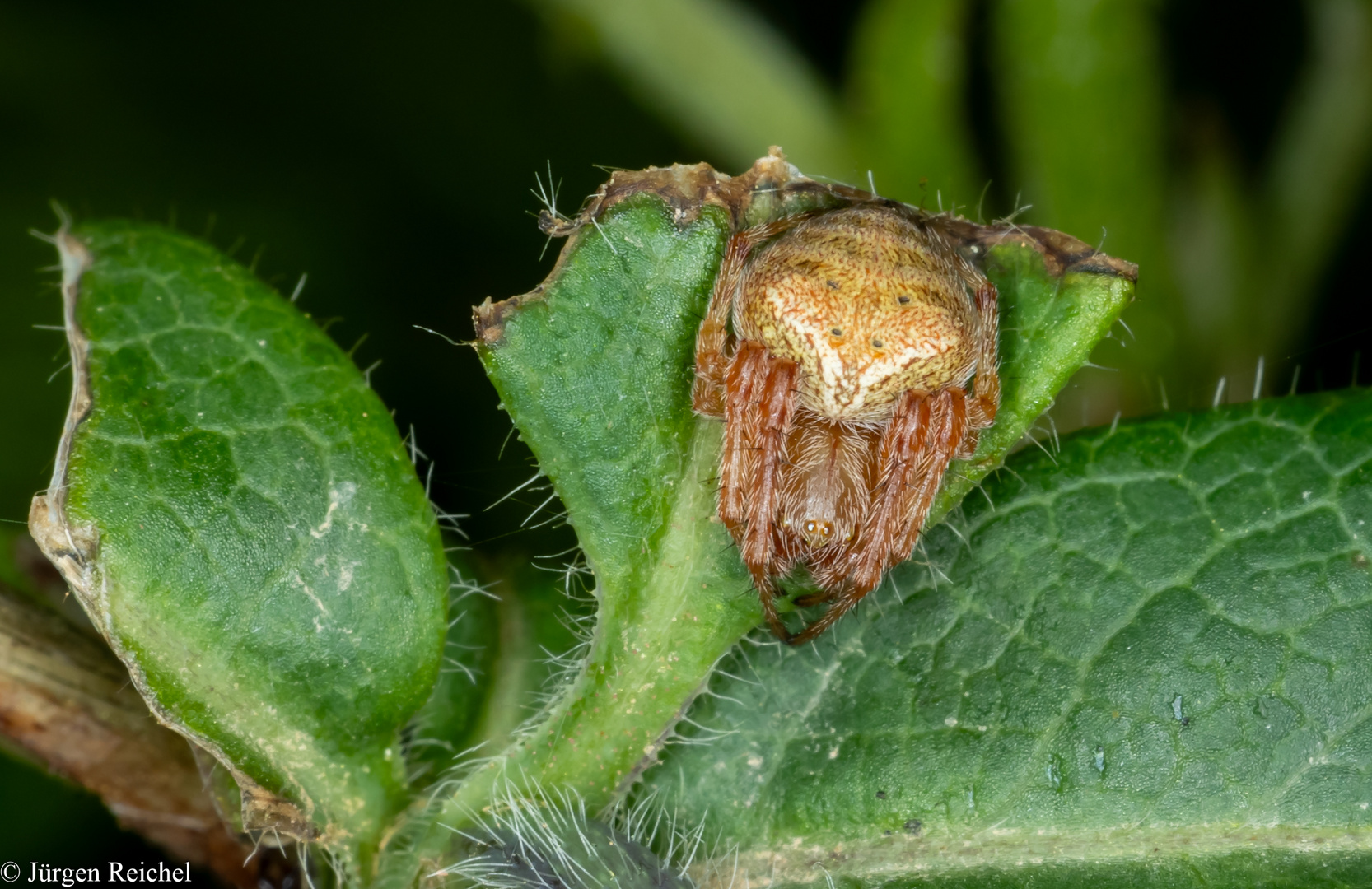 Körbchenspinne (Agalenatae redii)