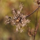 Körbchenspinne (Agalenatea redii), Weibchen 