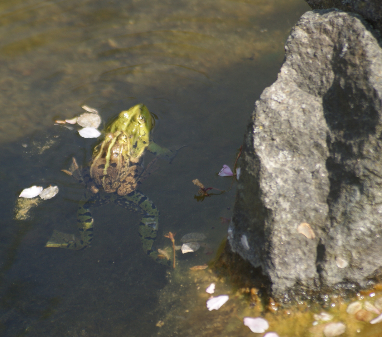 Körmet der Frosch in Bad Langensalza 