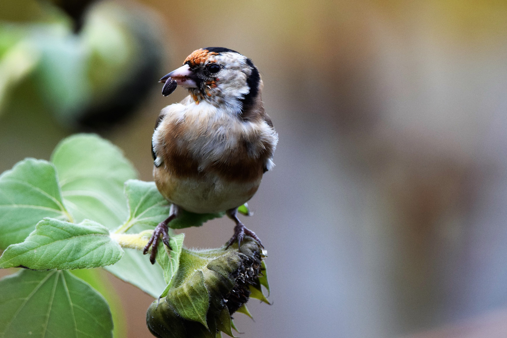 Körnerfresser Foto & Bild | tiere, wildlife, wild lebende vögel Bilder