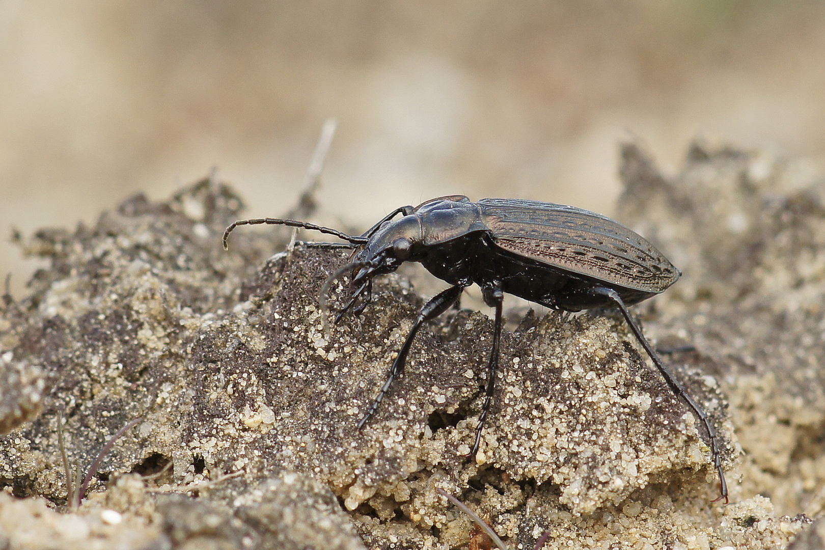 Körniger Laufkäfer (Carabus granulatus)