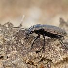 Körniger Laufkäfer (Carabus granulatus)